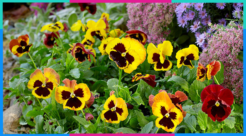 Hoa Pansy